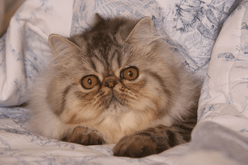 Persian