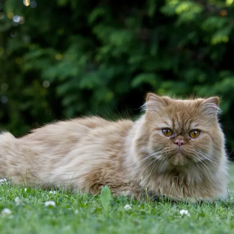 Persian