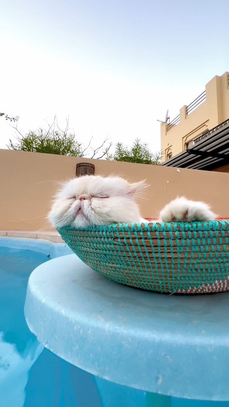 Persian