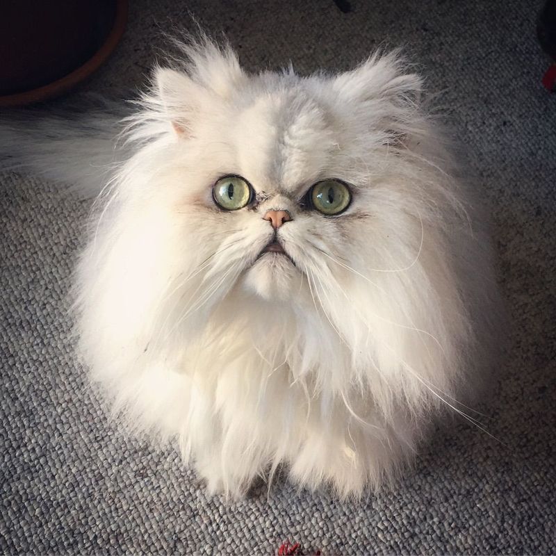 Persian