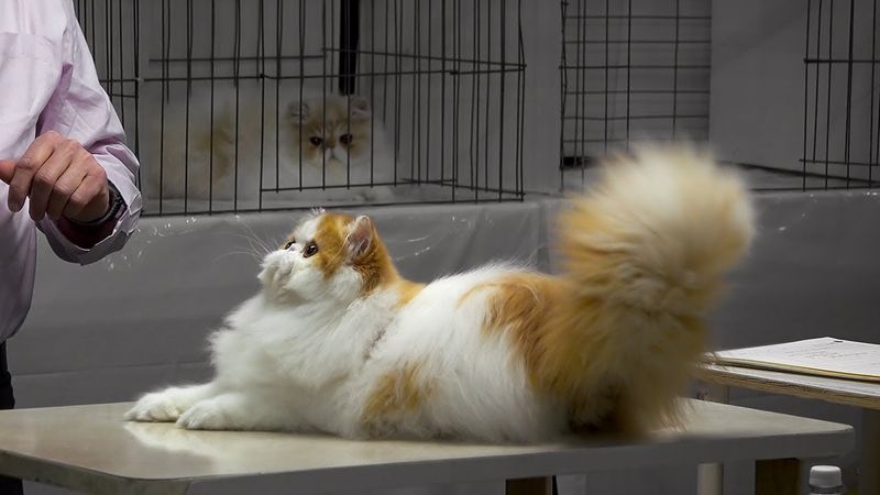 Persian