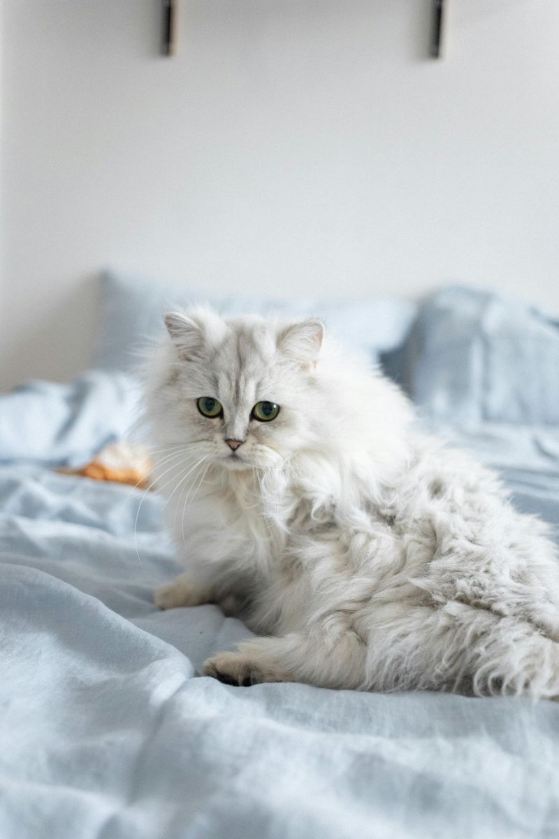 Persian