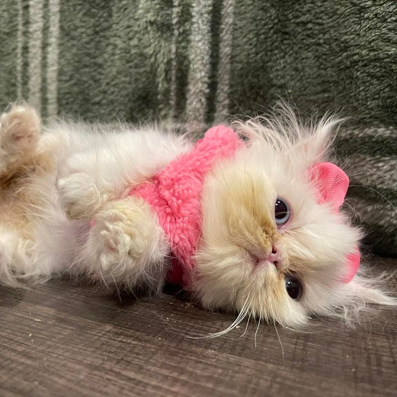 Persian