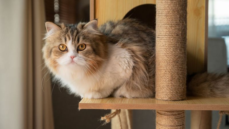 Persian