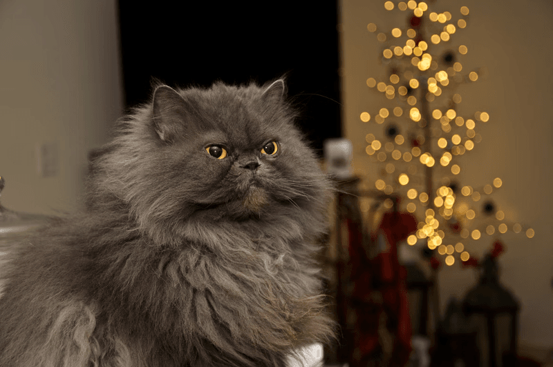Persian