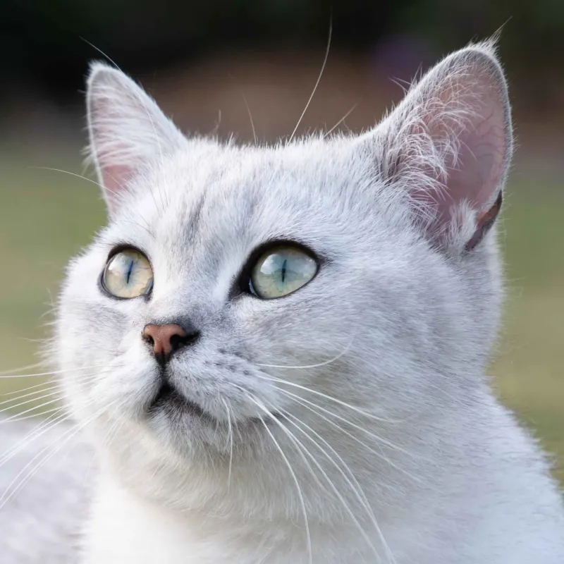 Persian