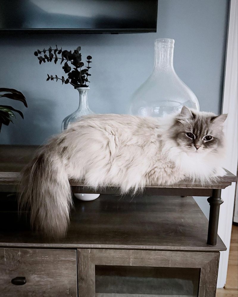 Persian