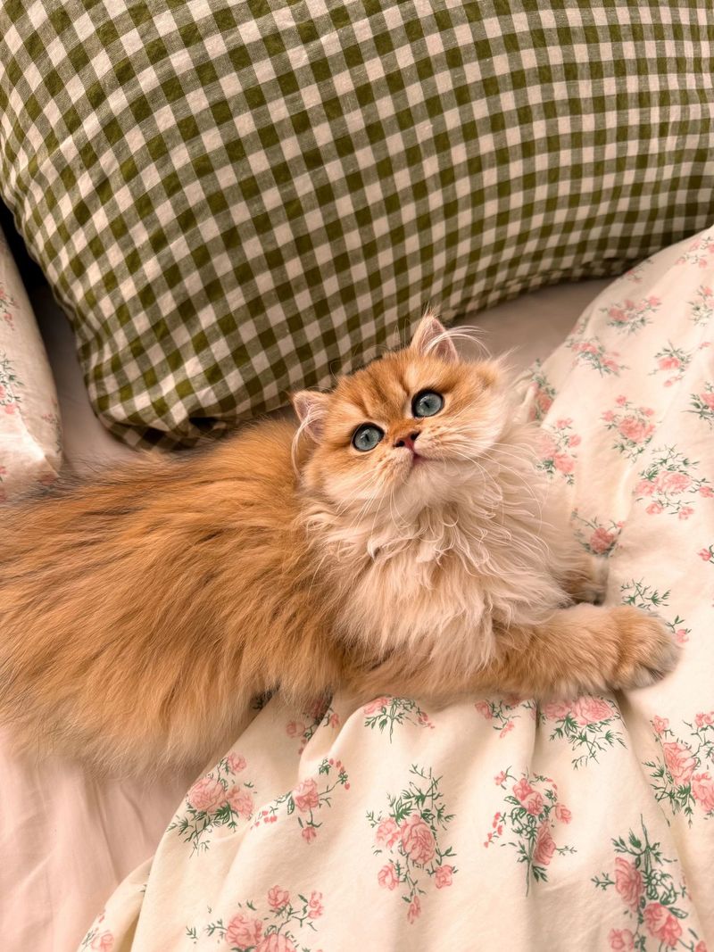 Persian