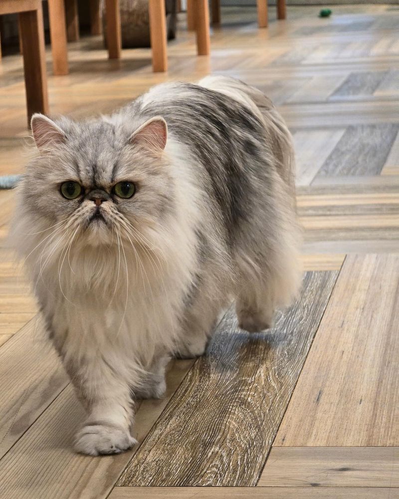 Persian