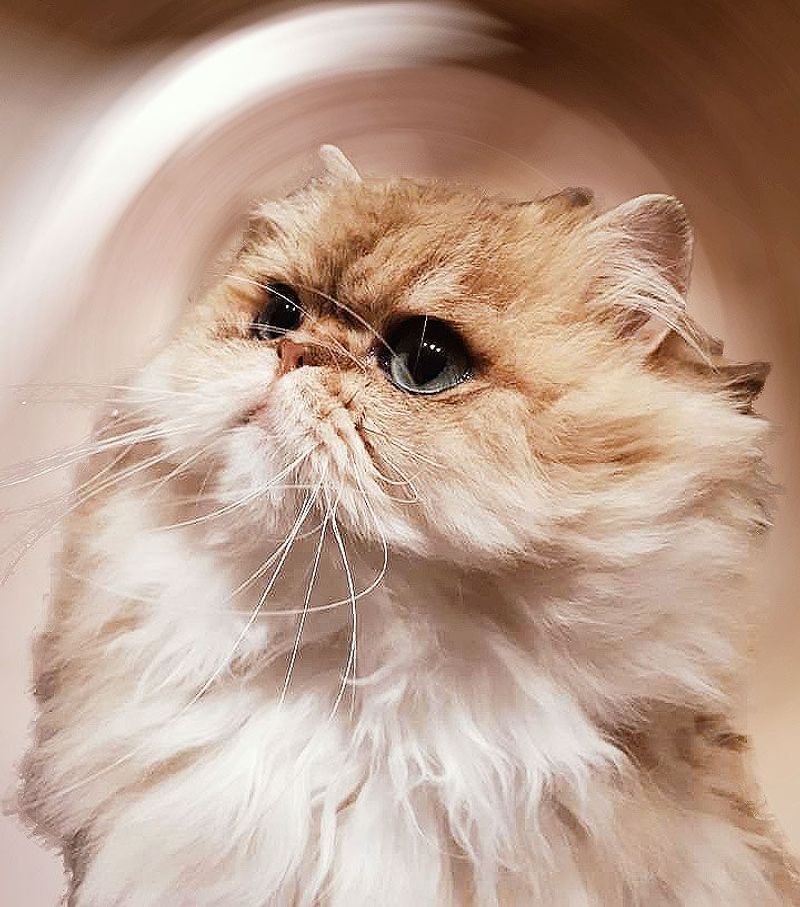 Persian