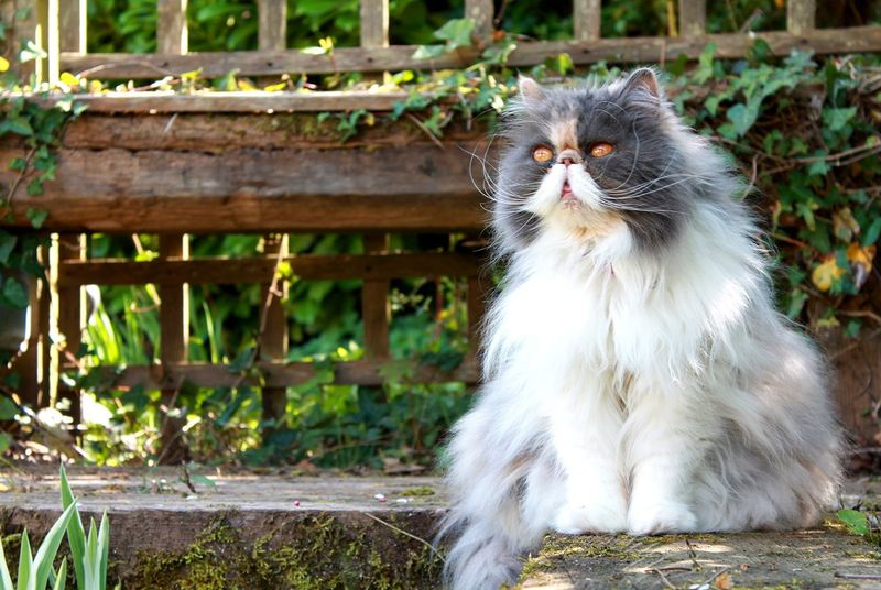 Persian