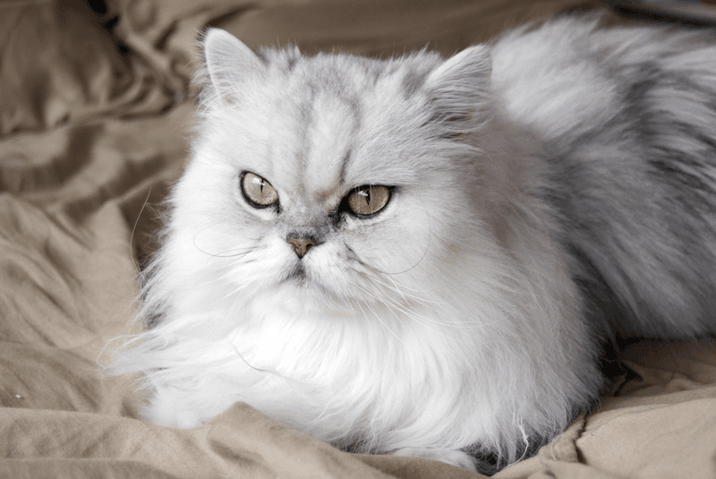 Persian