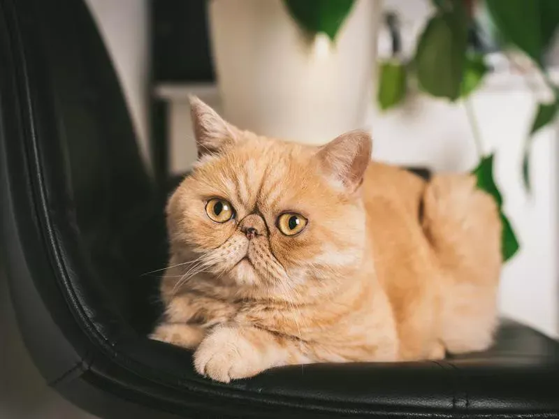 Persian