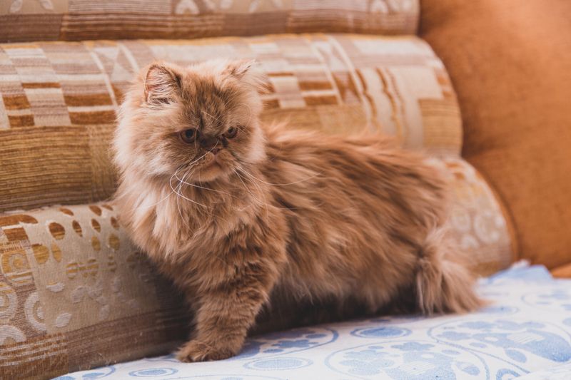 Persian
