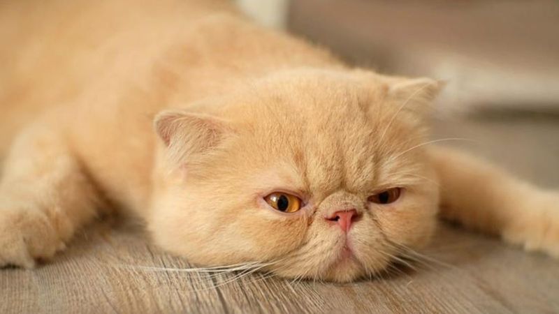 Persian