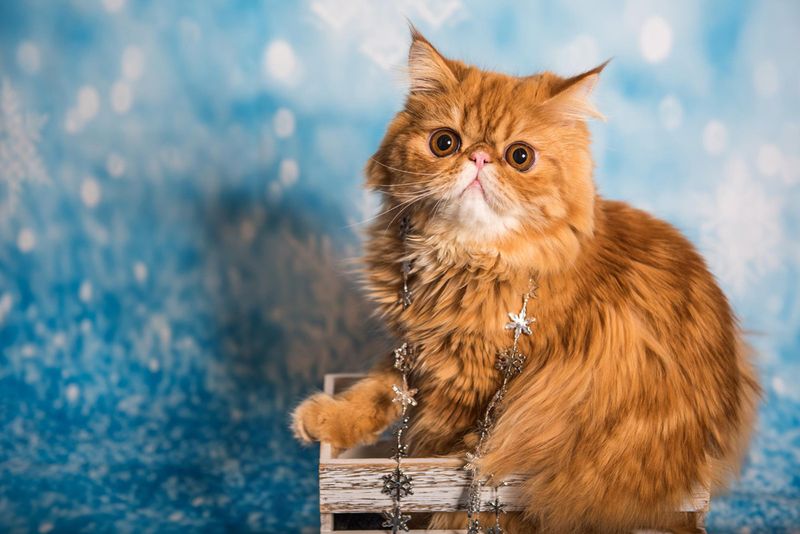 Persian
