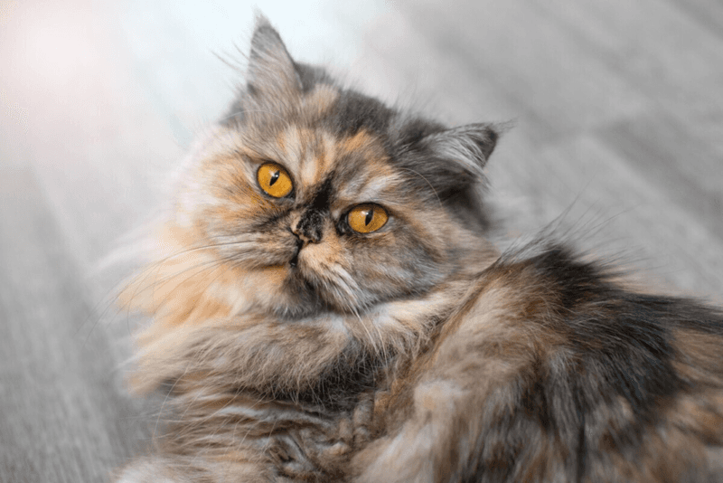 Persian