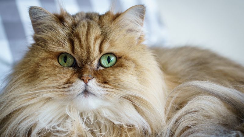 Persian