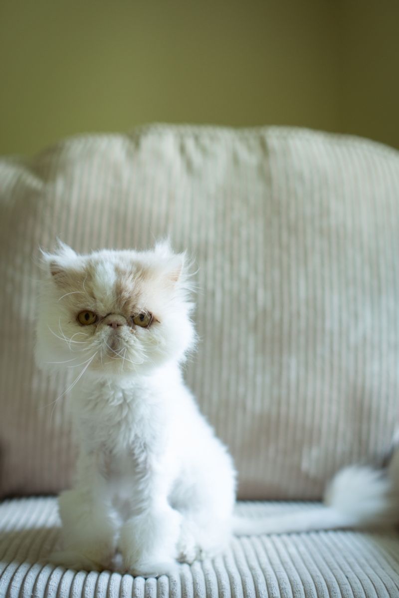 Persian