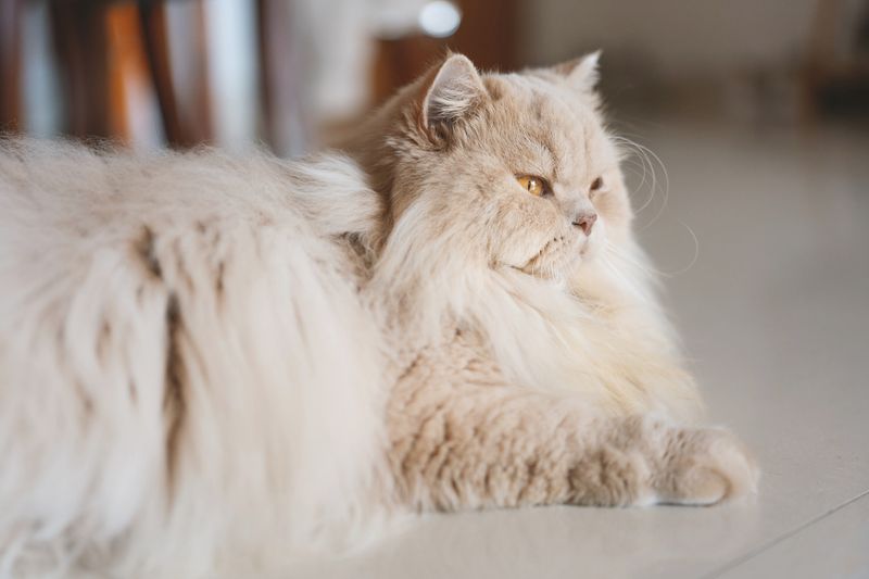 Persian