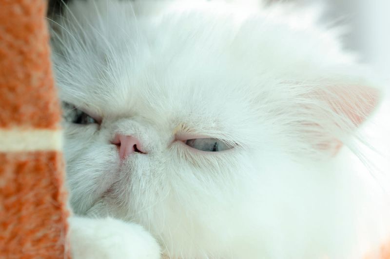 Persian