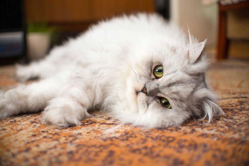 Persian