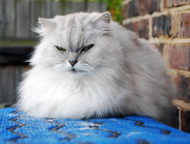 Persian