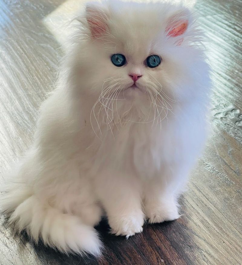 Persian Cat