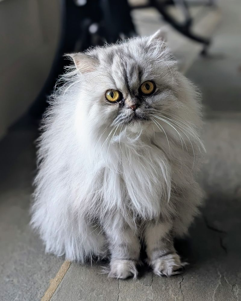Persian Cats: Beautiful Faces, Breathing Troubles