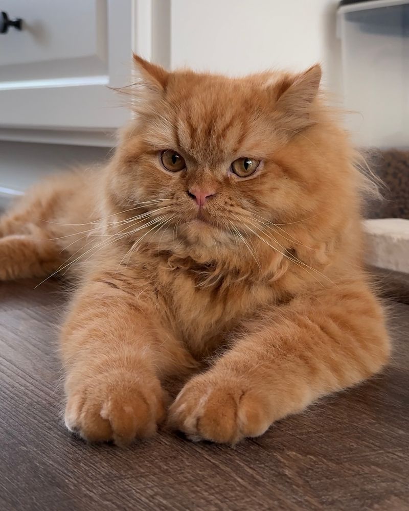 Persian Cats: Beautiful but Breathing-Challenged
