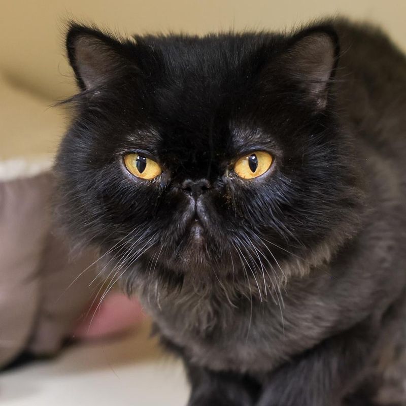 Persian Cats: Delicate Digestion Champions