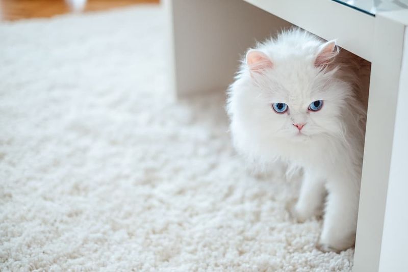 Persian Cats: High Maintenance Fluffballs
