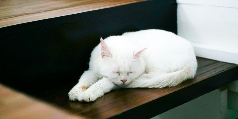 Persian: Regal Beauties Behind the Fluff