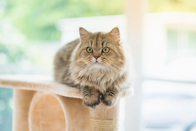 Persian