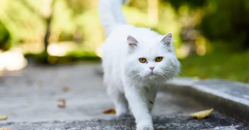 Persian