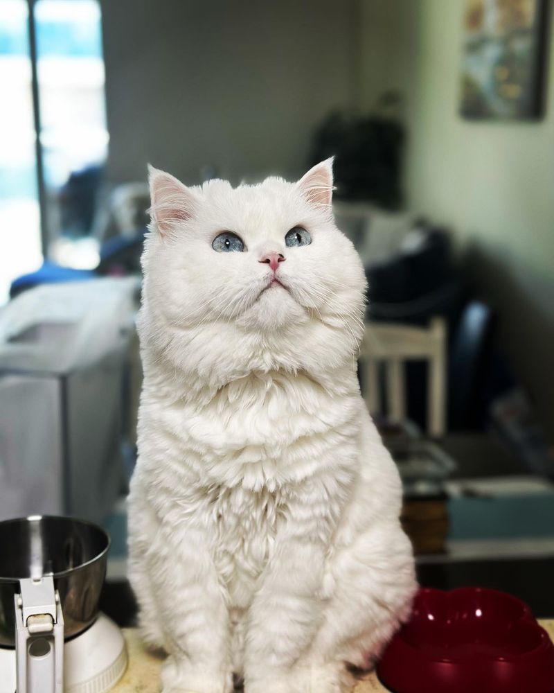 Persians: The Regal Lounge Critics