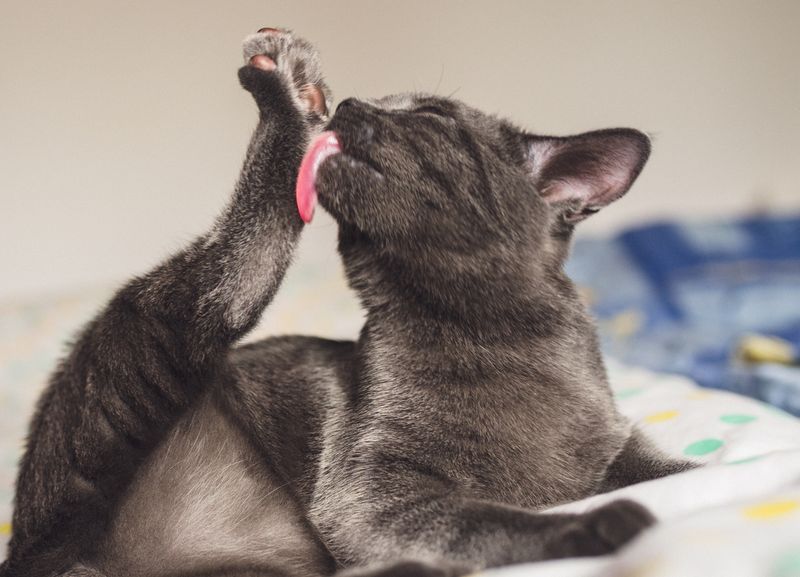 Persistent Licking or Chewing