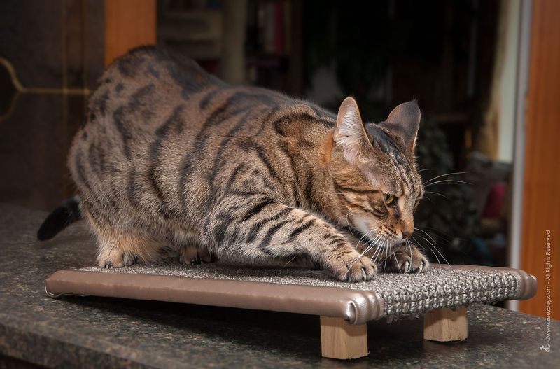 Personal Grooming Contortions