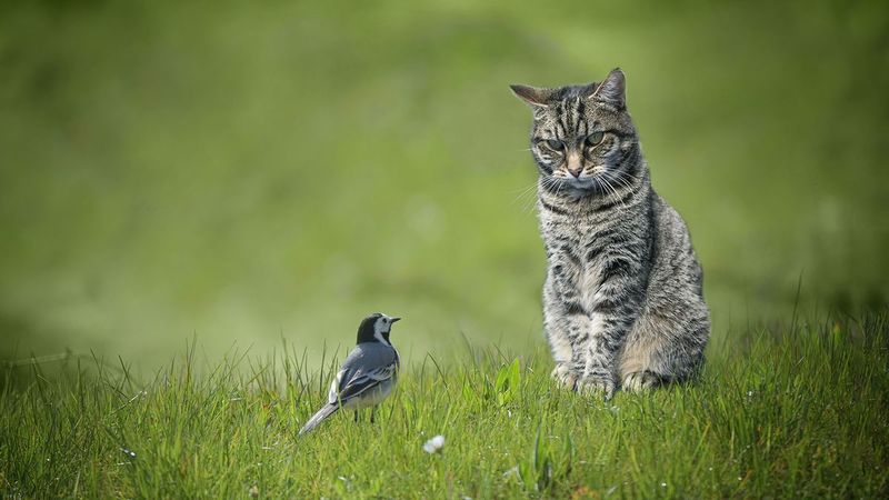 Personality Differences
