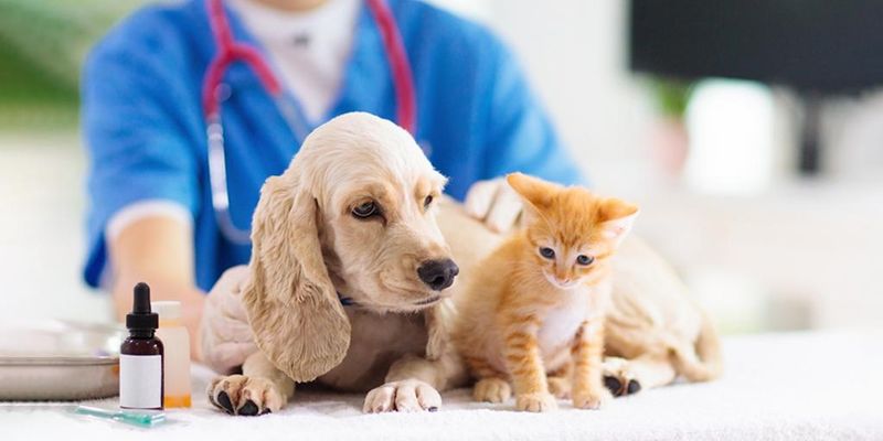 Pet Insurance Uptake