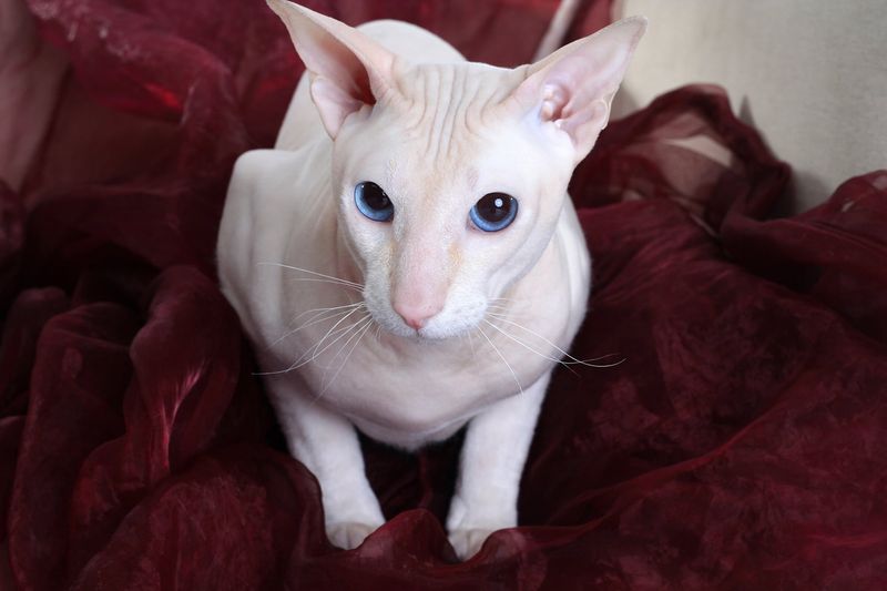 Peterbald