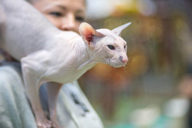Peterbald