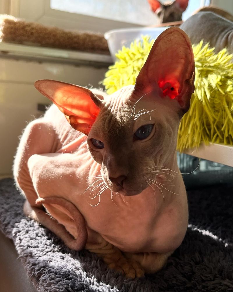 Peterbald