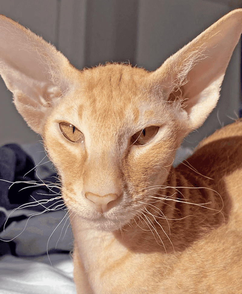 Peterbald