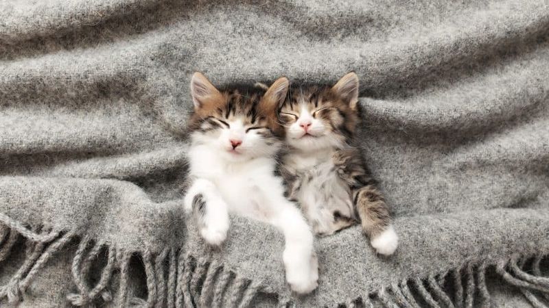 Pheromone Diffusers (e.g., Feliway)