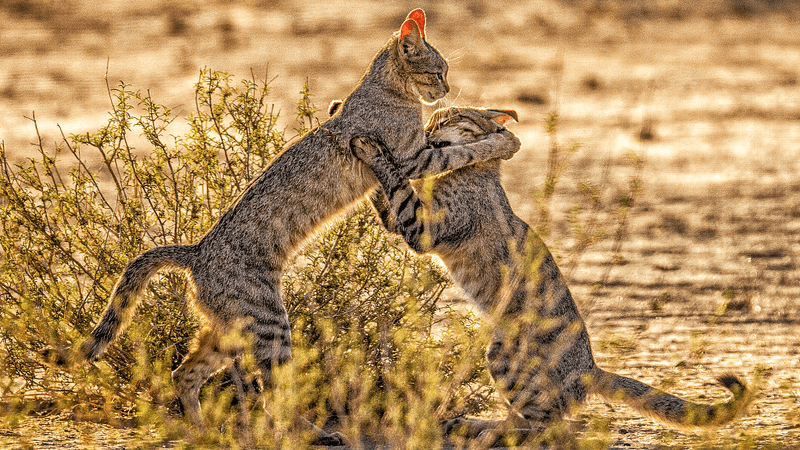 Physical Confrontations