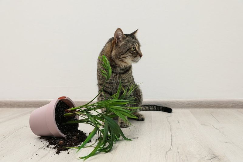 Plants or Flower Vases