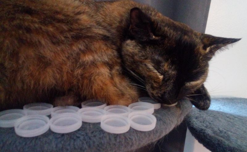 Plastic Bottle Caps