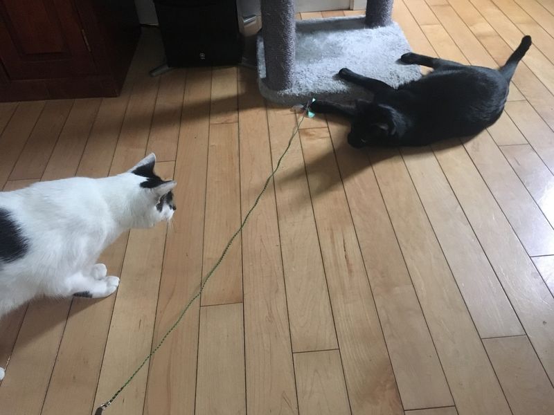 Play Daily—Even for Just 5 Minutes