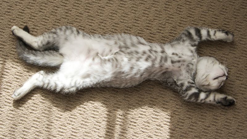 Play Dead